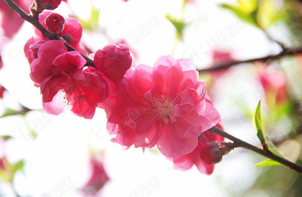 春暖花開，桂林鴻程誠邀您共賞春景！