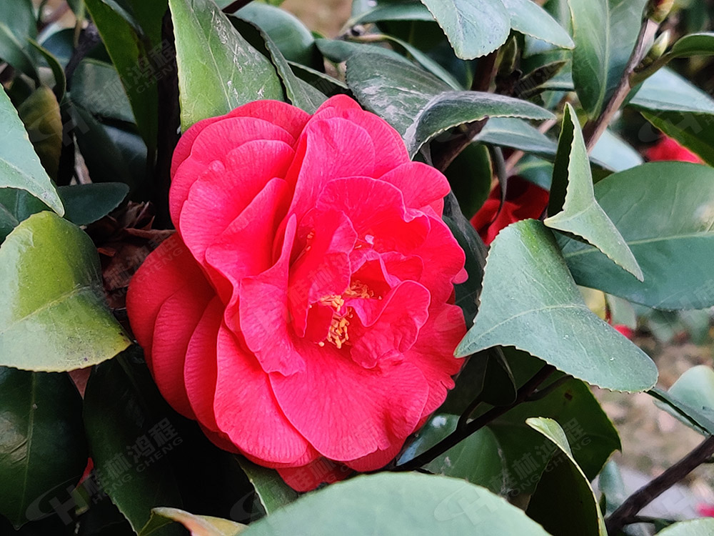 桂林鴻程花團錦簇，滿園春色，邀您一起共賞春景，共商大計！